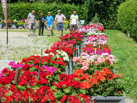 <p>Frei zugänglich kann auf dem grossen Kiesplatz der Gartenbauschule Oeschberg bis Ende August die Performance von 59 Pelargoniensorten und zahlreichen…</p>