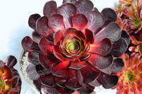 <p>In diesem Jahr wurde Surreal Semponium ‘Destiny‘ die Ehre zuteil, den Titel Pflanze des Jahres der Chelsea Flower Show 2022 zu tragen. Gezüchtet wurde…</p>