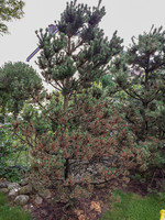 Bergföhre (Pinus mugo) mit