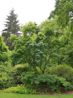Acer triiflorum. 