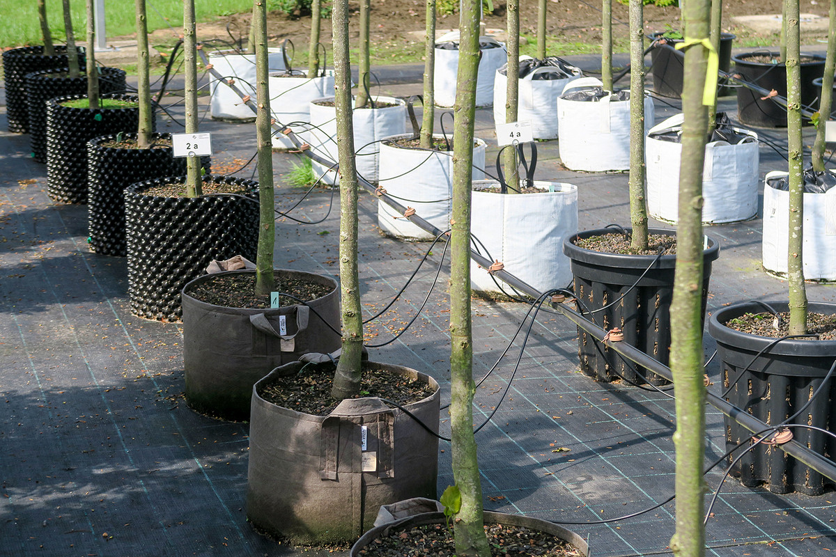 Immer beliebter werden Pflanzbehälter aus atmungsaktiven Vliesen (im Bild im Rahmen eines Versuchs zur Vermeidung von Spiralwurzeln am Gartenbauzentrum Ellerhoop).