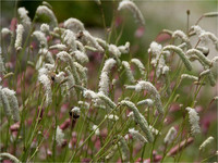Sanguisorba tenuifolia ‘White
