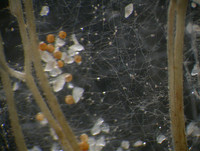 <p>Die Wirksamkeit von Mykorrhizaprodukten ist sehr oft ungenügend. Das zeigt eine Studie, an der die Universität Zürich beteiligt war.</p>