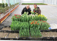 <p>Täglich frische Tulpen aus der Kiste. Norbert Schaniel schätzt die Vorteile, die die Eigenproduktion mit Case-Tulpen bietet. Das Convenienceprodukt…</p>
