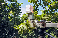Mikroklimatische Wirkung verschiedener Strassenbaumarten <p>Urbane Vegetation kann die Wärmebelastung in Städten reduzieren. Eine Untersuchung an sechs Baumarten zeigt, dass sich die Arten signifikant in ihrer…</p>
