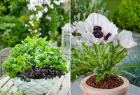 <p>Fleuroselect feiert das «Jahr des Mohns und des Basilikums». Mit der aktuellen Marketinginitiative will der Fleuroselect Geschäftsbereich Home…</p>