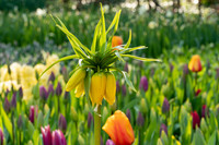 <p>Die Fritillaria imperialis, auch bekannt als Kaiserkrone, wurde zur Blumenzwiebel des Jahres 2024 gewählt, wie die Plattform iBulb aus Holland…</p>