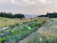 <p>Vier der 29 eingereichten Projekte für den Aargauer Naturpreis wurden an der Vernetzungsplattform Natur 2030 speziell erwähnt. Gewonnen hat die Stadt…</p>