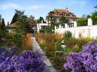 Aster cordifolius in spätherbstli