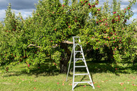 <p>Die Sozialversicherung für Landwirtschaft, Forsten und Gartenbau (SVLFG) verzeichnete 2025 erneut weniger Arbeits- und Wegeunfälle. Mit 55.648…</p>