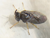 <p>Die Zickzack-Ulmenblattwespe (Apoceros leucopoda) ist eine aus Ostasien stammende, invasive Pflanzenwespe aus der Familie der Bürstenblatthornwespen.…</p>