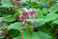 <p>Man muss sich die Frage stellen, ob es dem unrühmlichen deutschen Namen zu verschulden ist, dass die Grossblütige Taubnessel nicht endlich zum…</p>