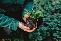 <p>In Deutschland wird ein System zur Nachhaltigkeitszertifizierung von Torf­ersatzstoffen entwickelt. Horticert soll die Überprüfung ökologischer,…</p>