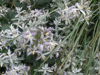 <p>Wer schont denkt bei Clematis an einen Bodendecker, und dies erst noch für einen Platz im trockenen Schatten? </p>