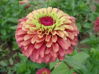 <p>Das Zinnia-Forum der Royal Horticultural Society (RHS) hat 20 Zinniensorten, die 2017 im RHS-Flaggschiff-Garten Wisley gesichtet worden waren, mit…</p>