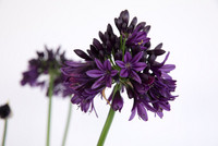 <p>Die begehrte Auszeichnung «RHS Plant of the Year» für die beste Neuheit an der RHS Chelsea Flower Show geht in diesem Jahr an Agapanthus ‘Black Jack’.…</p>