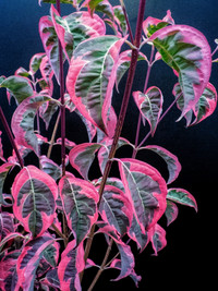 <p>Faszinierende Farbenspiele mit besonderem Zierwert – die Neuheiten der Baumschulfachmesse GrootGroenPlus in Zundert (NL) zeigten Farbe. In der 28.…</p>