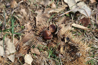 <p>In Cademario (TI) wurde kürzliche die Kastanie ‘Lüina’ zur Obstsorte des Jahres 2019 gekürt.</p>