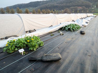 <p>Eine gute Möglichkeit, um Angebotszeiträume von Schnittblumen aus dem Freiland auszudehnen, ist das Verfrühen. Welche Arten sich zum Verfrühen eignen…</p>