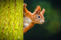 <p>Die flinken Kletterer brauchen alte Bäume, vielfältige Gehölze und möglichst wenig versiegelte Flächen. Eine Studie von StadtNatur im Auftrag des…</p>