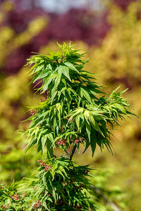 <p>Von den weltweit zirka 150 Arten der Gattung Acer kommen etwa 25 auf den japanischen Inseln wildwachsend vor. Spricht man bei uns aber von japanischen…</p>