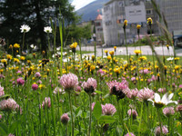 <p>Ob ein grüner Teppich oder ein Meer aus zarten Gräsern und wilden Blumen gewünscht wird, hängt in erster Linie von der Nutzung ab. In zweiter Linie…</p>