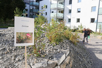 Mehr biologische Vielfalt im urbanen Raum – Mosaik der Massnahmen <p>Die Förderung der Biodiversität im urbanen Raum ist ein Schwerpunktthema der Schweizerischen Biodiversitätsstrategie. Verhilft die Politik dem vom…</p>