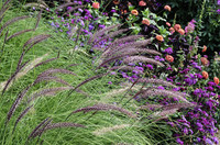 <p>Leicht wie Federn sind die Blüten der Lampenputzergräser (Pennisetum), die daher auch Federborstengras genannt werden. In der Gartengestaltung…</p>