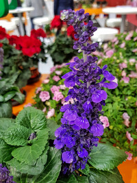 <p>Retro, Urban Jungle oder Exotik-Style – die neuen Pflanzenzüchtungen werden zum bedeutenden Bestandteil der angesagten Lifestyletrends 2018. Die IPM…</p>