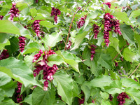 <p>Bei diesem Gehölz ist offensichtlich, dass der deutsche Name Buntdachblume vom Aussehen der Blüten herrührt. Trotzdem gibt es in der Literatur auch…</p>