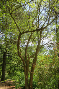 <p>Das Sortiment der Gartengehölze bietet teilweise recht kuriose Vertreter. Maclura pomifera zählt dazu. Sie nennt sich zwar «Milchorange», ist aber…</p>