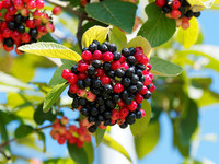 <p>Mit ihren markanten weissen Blütenständen erfreuen uns viele Schneeball-Arten. Doch die Gattung Viburnum hat noch weit mehr zu bieten: Viele Arten…</p>