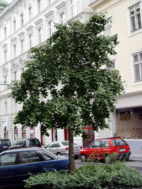 <p> Bei einem langfristigen Forschungsvorhaben werden 20 vielversprechende Baumarten an drei Stand­orten in Bayern auf ihre Eignung als Stadtbaum unter…</p>
