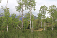 <p>Menschengemachte Einflüsse verändern die Muster der Pflanzenbiodiversität zunehmend. Wie sich Verschiebungen in der Zusammensetzung von…</p>