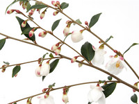 <p>Im zweiten Teil unserer Plantarium-Berichterstattung dreht sich alles um die Gehölzneuheiten, die in diesem Jahr in Boskoop vorgestellt wurden. Wie…</p>