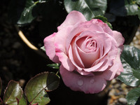 <p>Der Fokus der Rosenzüchter richtete sich lange Zeit auf die Gesundheit und Blühdauer. Während sich die Kranheitsresistenz bei vielen Rosensorten immer…</p>