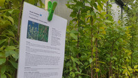 Dietikon gibt 400 junge Bäume und Sträucher gratis ab <p>Für mehr Grün, zur Vorbeugung einer übermässigen Erwärmung und zur Förderung der Biodiversität auf privaten Grundstücken, offeriert die Stadtgärtnerei…</p>