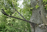 Ausgedienter Pflug im Baum.