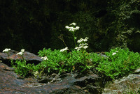 <p>Einst war sie ein Allerweltsheilmittel für Mensch und Tier, dann geriet die Iva-Essenz der in Gletschernähe wachsenden Moschus-Schafgarbe in…</p>