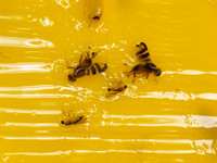 <p>Zwischen Ende Juli und Anfang August vollendet die Walnussfruchtfliege ihren Lebenszyklus und legt ihre Eier auf die reifenden Walnüsse. Kurz darauf…</p>