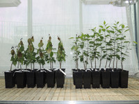 <p>Forschende der ETH Zürich haben mit einer gentechnischen Methode ein Resistenzgen gegen Feuerbrand aus einem Wildapfelbaum in die Apfelsorte 'Gala‘…</p>