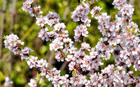 <p>«Good looks and good taste!» Das ist die kurze Zusammenfassung der Amerikaner über Prunus tomentosa. Dem kann ich mich sehr gut anschliessen.…</p>