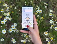 <p>Mithilfe eines Algorithmus können Beobachtungsdaten, die in der App «Flora Incognita» erfasst sind, analysiert und ökologische Muster abgeleitet…</p>