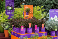 <p>Die Plantarium | Groen Direkt im niederländischen Hazerswoude war Ende August ein Treffpunkt der Gartenbranche und zugleich Neuheitenmesse im…</p>