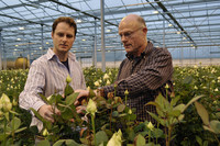 <p>Schnittrosen sind im schweizerischen Erwerbsgartenbau nicht mehr oft anzutreffen. In Deutschland sieht es ähnlich aus. Einer, der dort dem Produkt…</p>