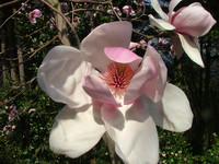 <p>Ein Informatiker aus der Deutschschweiz und ein Baumschulist aus dem Tessin haben gemeinsam ein Buch geschrieben: Magnolien und Tulpenbäume.<br>…</p>