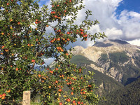 <p>Laut Medienmitteilung setzte die Stiftung Landschaftsschutz Schweiz (<a href="https://www.sl-fp.ch" target="_blank" rel="noreferrer">SL-FP</a>) 2020&nbsp;1.5 Millionen Franken für die Pflege&nbsp;Schweizer Kulturlandschaften…</p>