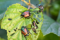 <p>Der Japankäfer breitet sich in vielen Kantonen weiter aus. Noch setzen Bund und Kantone auf die Tilgungsstrategie. Für Gartenbaubetriebe beginnt…</p>