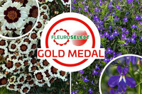 <p>Fleuroselect gab am 16. Januar 2024 die neuen Goldmedaillengewinner bekannt. Die Jury kürte eine Coreopsis und eine Lobelia. </p>