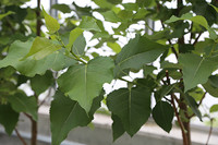 <p>Der Hauptwert dieser Art liegt in ihrem schnellen Wuchs, ihrer Robustheit (gut frost- und windbeständig) sowie dem homogenen, eher schlanken Wuchs und…</p>